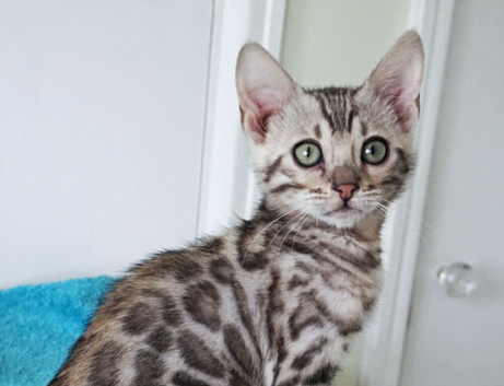 Ready Bengal Girl Kitten