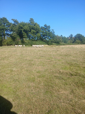 Easy care yearlings