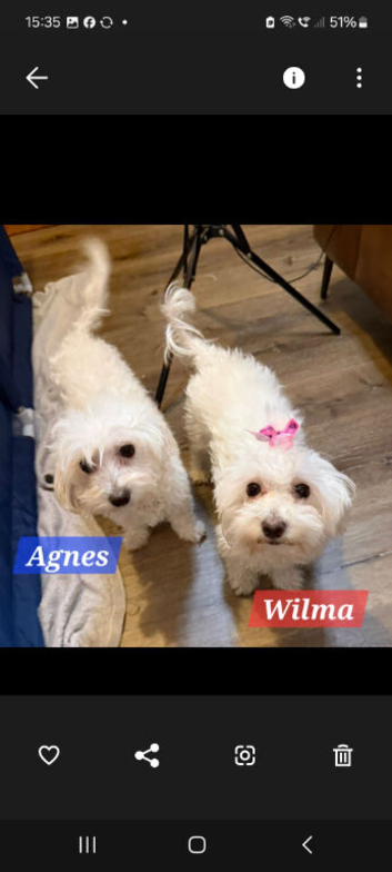 2 yr old Maltese