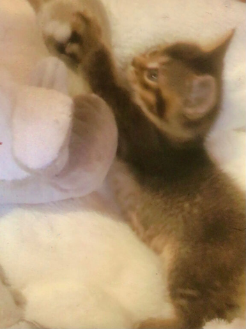Tabby mixed British blue