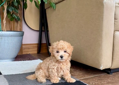 Maltipoo Puppies