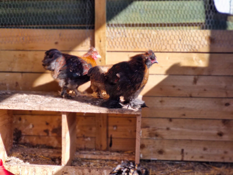 Batam 6 hens 1 cock