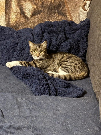 2 beautiful kittens to rehome