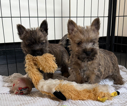 Beautiful KC Reg Cairn Terrier Puppies (4 little puppies available) Had both vaccinations.