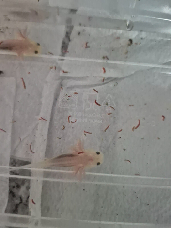 Leucistic axolotls