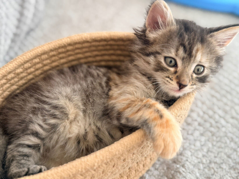 Female kitten for sale