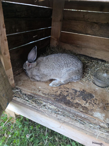 Female and Male bunny for sale