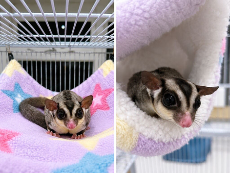1yr old male sugar glider and cage for sale