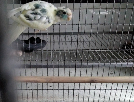 Cream/Turquoise Kakariki