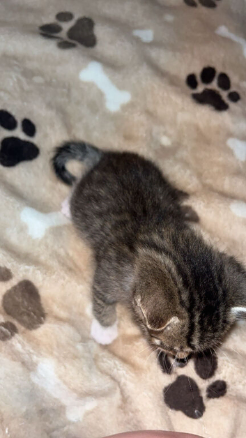 Tabby male, ready now