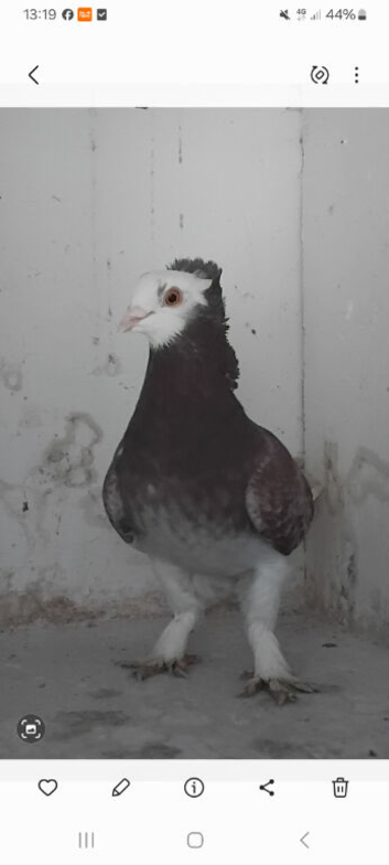 Fancy pigeons