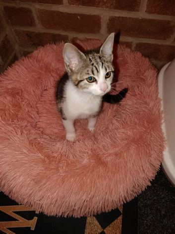 Friendly mix breed kitten for sale