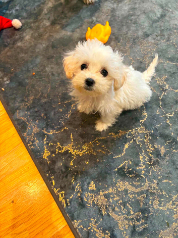 Adorable bichon frise puppy female  looking for a new home 17 weeks, vaccinated and chipped.