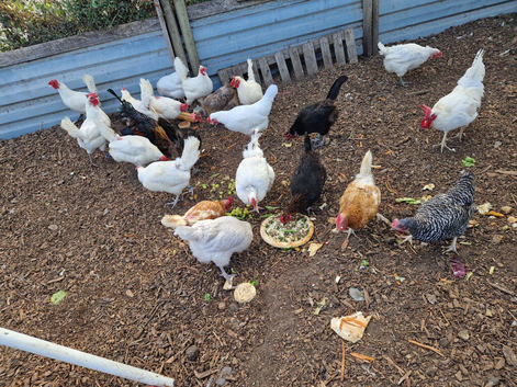 18 - 24 months old laying hens