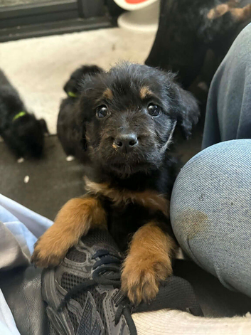 Male Rottie x Puppy for sale. 10 weeks old