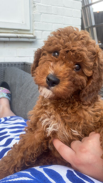 Fox Red Cavapoo Puppy&rsquo;s