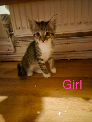 Kittens for sale