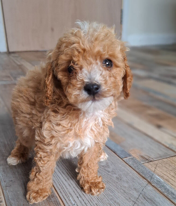 Toy cavapoo health checked