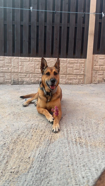 Kairo &ndash; Available for Stud