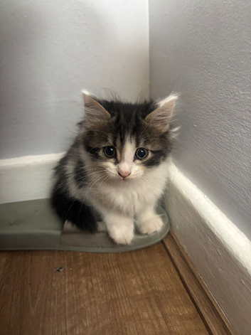 5 kittens for sale