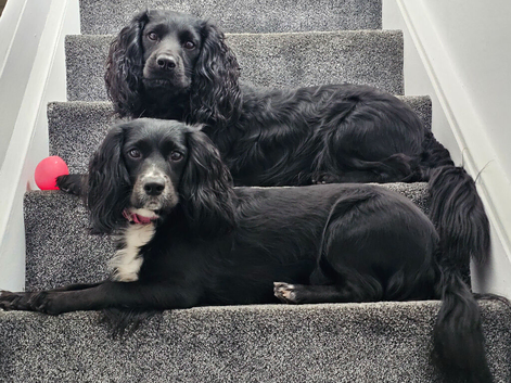 Multiple dogs