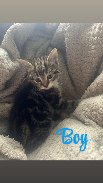 1 boy 3 girl kittens