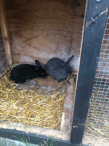 Baby mini Lop mix breeds
