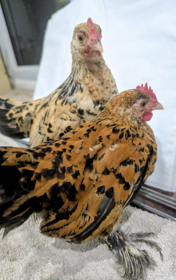 2x Sablepoot cockerels