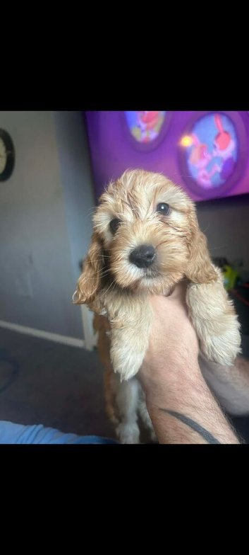 1 boy pup ready to leave today