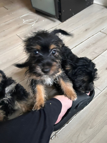 Yorkie cross terrier &pound;700