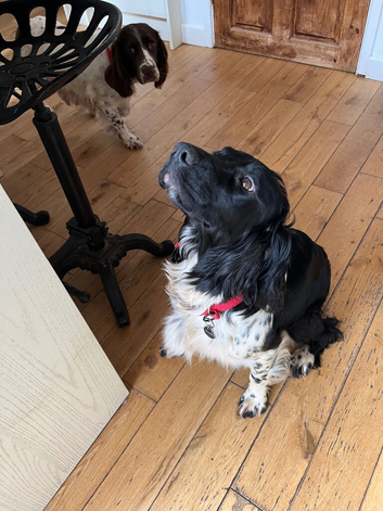 English springer spaniels