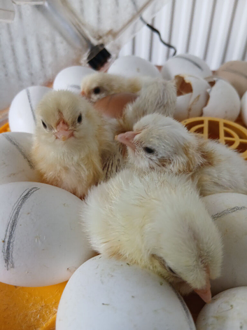 Day old Leghorn chicks (unsexed)