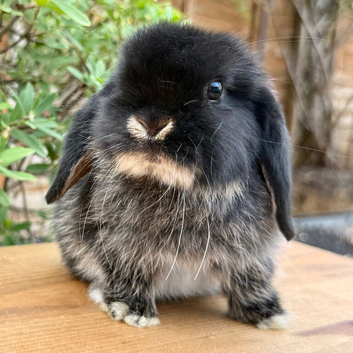 Beautiful Baby Minilop