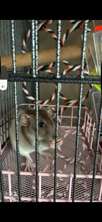 3 female rats
