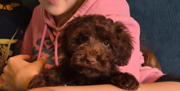 Extensively Health tested Gorgrous Toy cockapoo babies