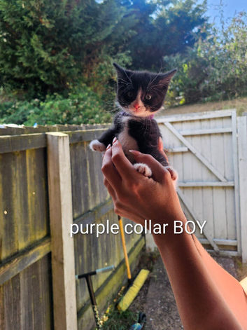 6 kittens needed forever homes