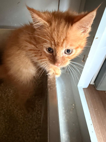 2x Maine coon cross. Boys
