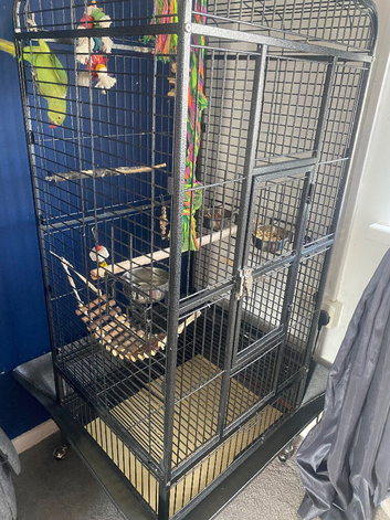 Rico parakeet