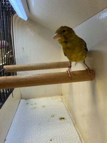 Young Variegated Fife Canary (hen)