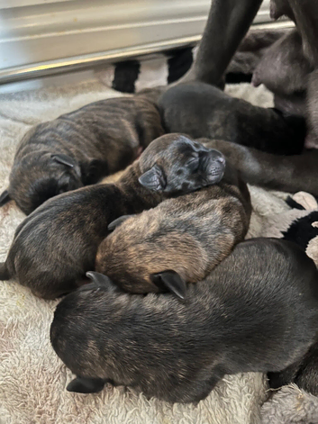 Staffy x dachshund