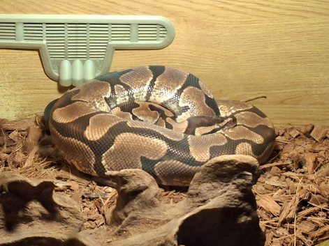 An adult male royal python