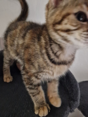 9 week old female bengal  x kitten last of litter