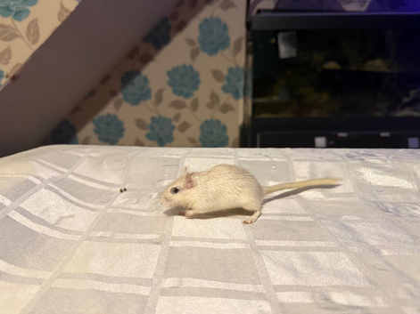 Gerbils in need of homes