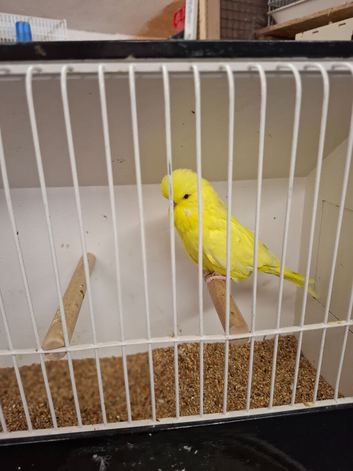 Exposition Budgies