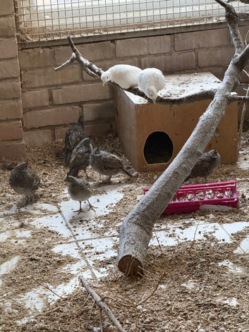 2026 California Quail. Cambridge.
