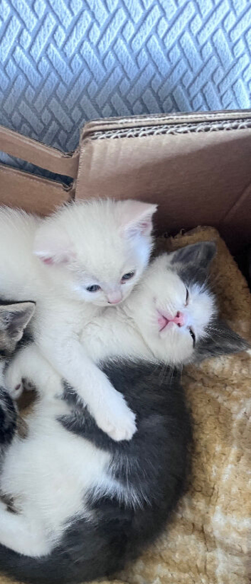 Beautiful Kittens Looking for a Loving Home
