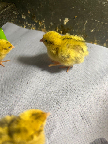 Jumbo Coturnix Quails chicks