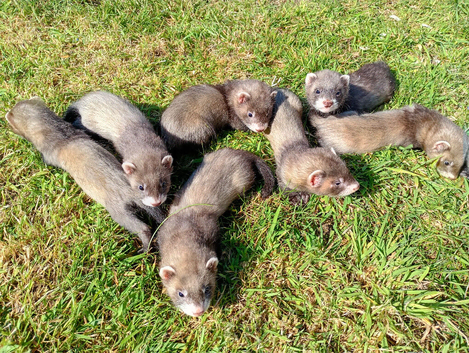 EU X black hybrid polecats