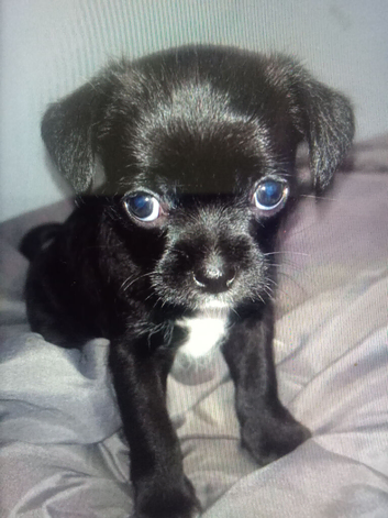 Black female chug for sale