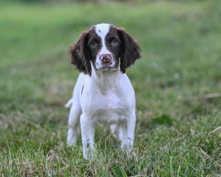 Excellent quality kc springer spaniel pups